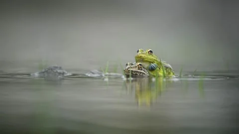 Indian bullfrog calling while in amplexus Stock Footage 169745322