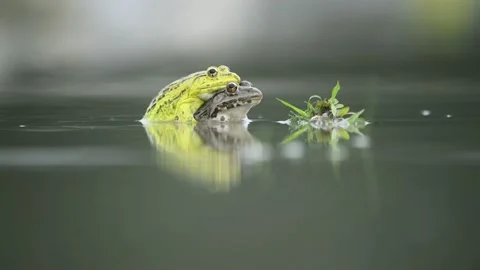 Indian bullfrogs in amplexus Stock Footage 169757651