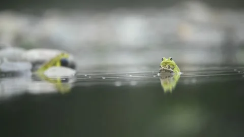Indian bullfrogs calling in sync Stock Footage 169744881