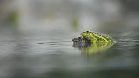 Indian bullfrogs mating Stock Footage 169744970
