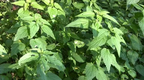 Indian burn Stock Footage 10758757