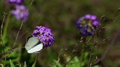 Indian Cabbage White Butterfly Macro Wildlife Shot Stock Footage 338432638