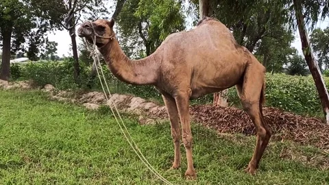 Indian Camel eating grass in the fields, tall Indian camel, camel Stock Footage 199229751