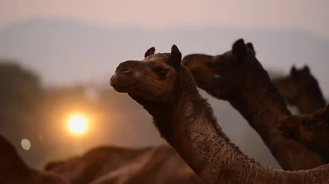 Indian Camels in Full HD Stock Footage 32854339