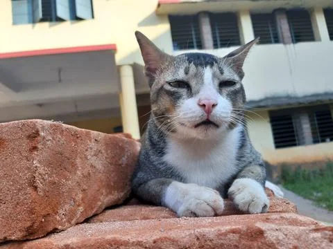 INDIAN CAT Stock Photos