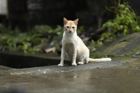Indian cat Stock Photos