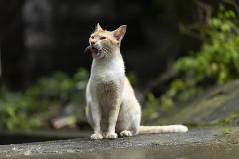 Indian cat Stock Photos