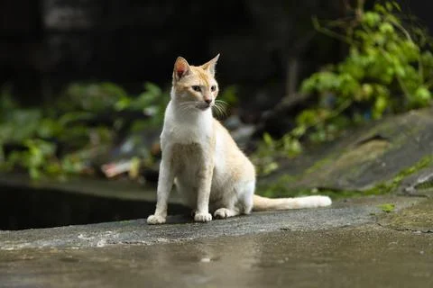 Indian cat Stock Photos