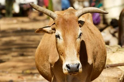 Indian cattle Stock Photos