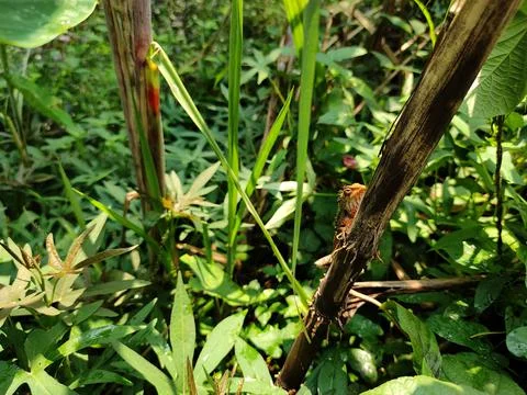 Indian Chameleon climbing on sugarcane Stock Photos