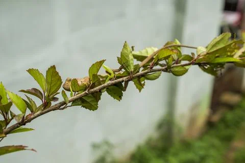 Indian chameleon in focus Stock Photos