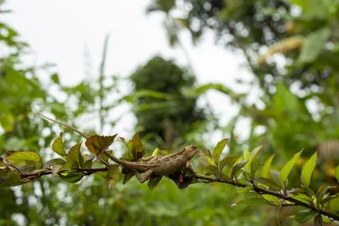 Indian chameleon in focus Stock Photos