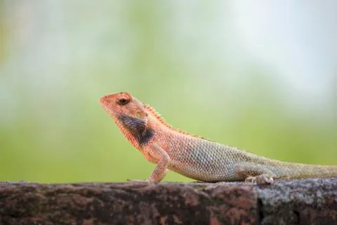 Indian chameleon Stock Photos