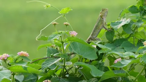 Indian chameleon resisting Stock Footage 319928697