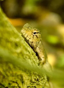An Indian chameleon on a tree Stock Photos