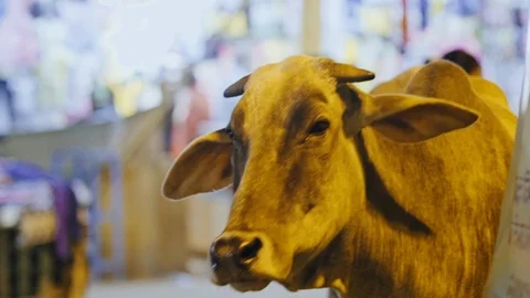 Indian city Video stock 90843349