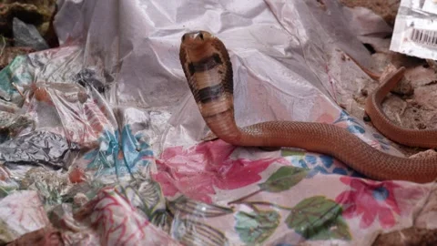 Indian cobra on garbage Stock Footage 319935284