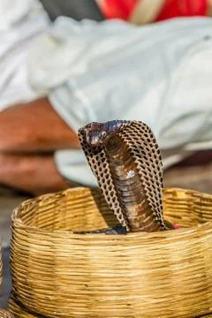 Indian Cobra Stock Photos