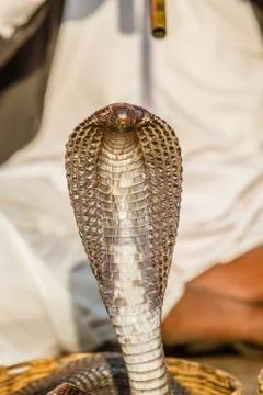 Indian Cobra Foto stock