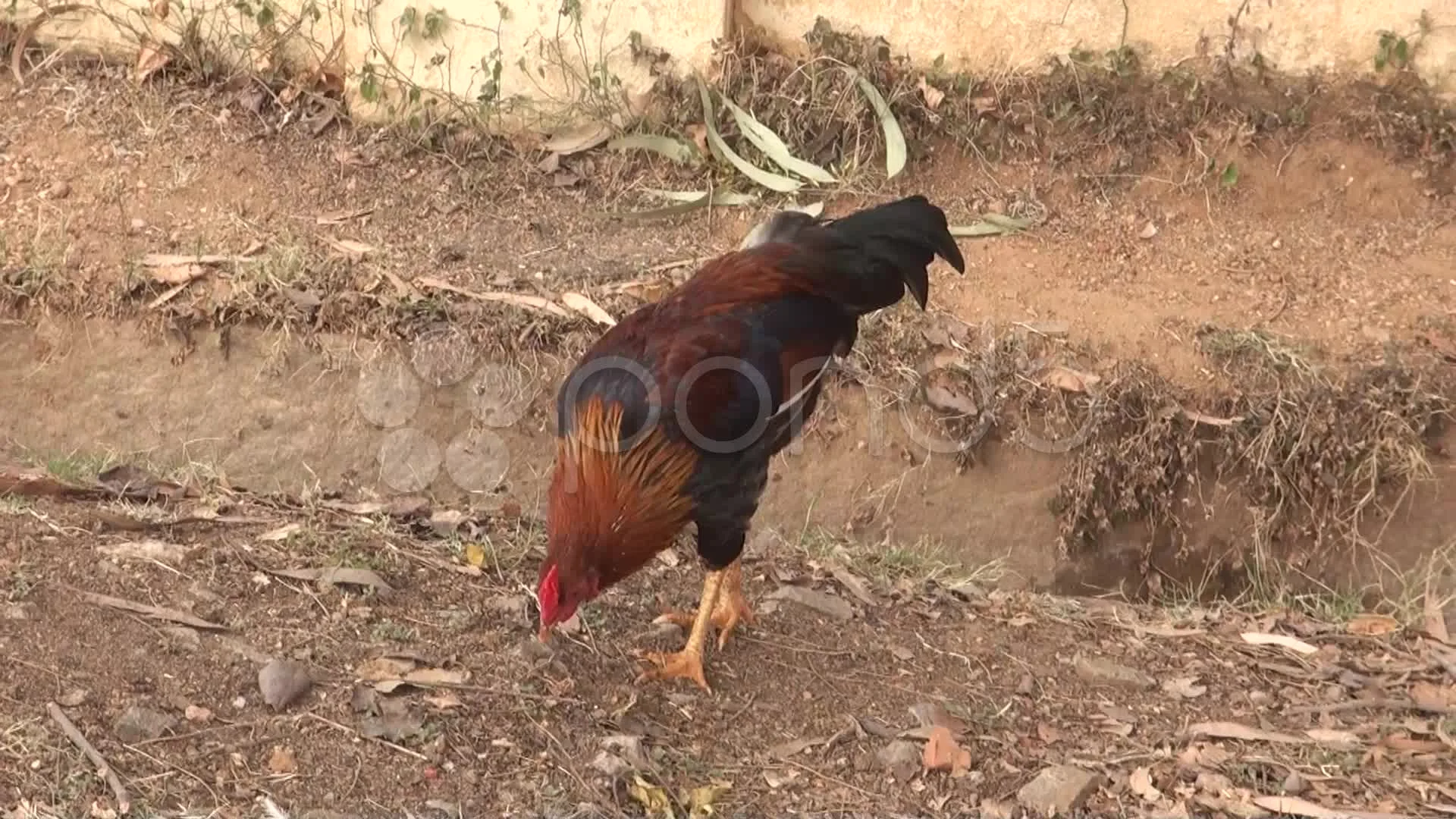 Indian Cock