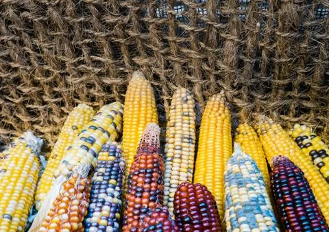 Indian colored corn background Stock Photos