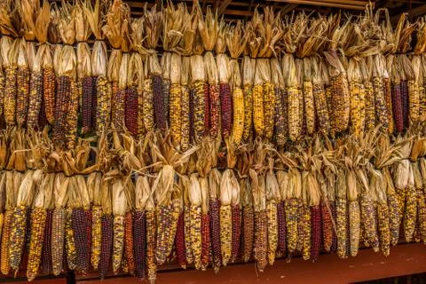 Indian colored corn hanging Stock Photos
