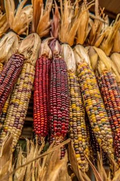 Indian colored corn hanging Stock Photos