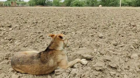 Indian colourful dog sitting in farm finding their food Stock Footage