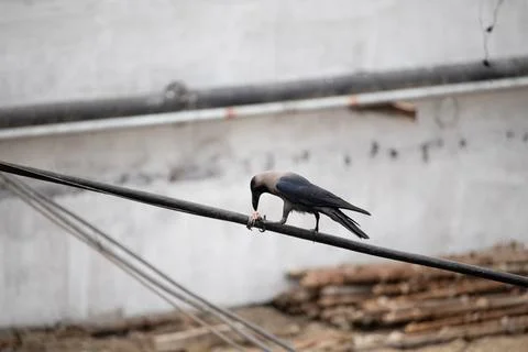 Indian common crow Stock Photos