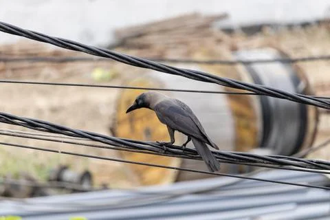 Indian common crow Stock Photos