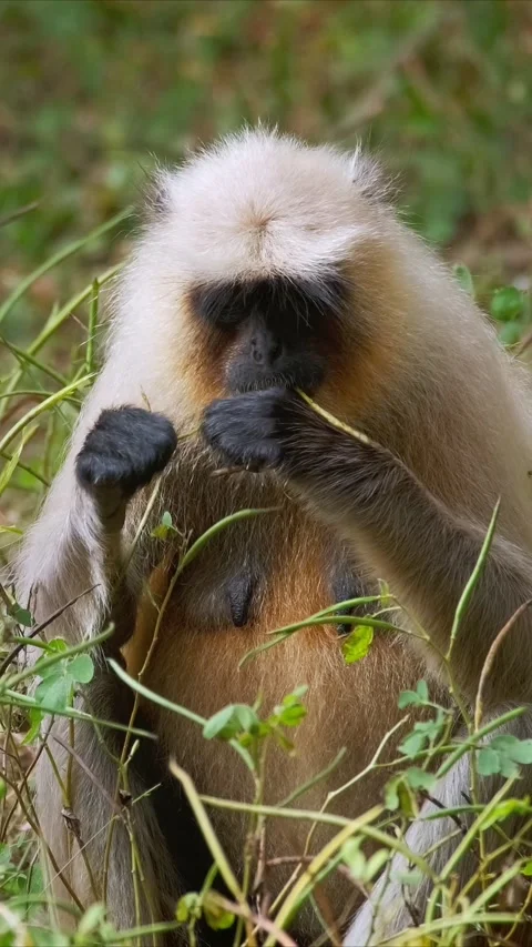 Indian common Gray langur Hanuman langur monkey in Ranthambore national park, Vídeo Stock 344686345