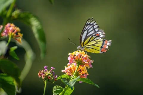 Indian Common Jezebel butterfly sitting on flower Stock Photos