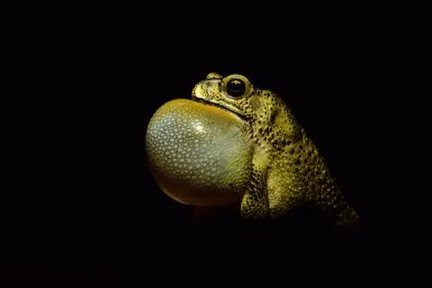 Indian common toads in mating call Stock Photos