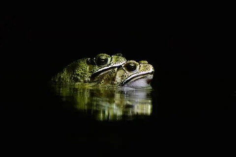 Indian common toads in mating Stock Photos