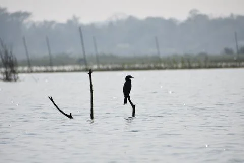 Indian cormorant Foto stock