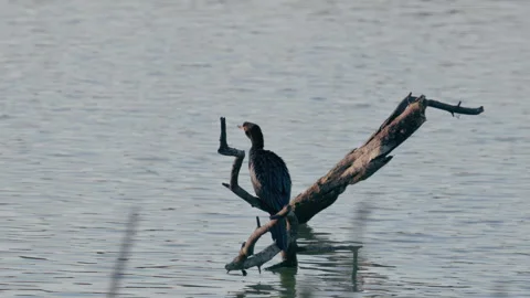 Indian cormorant resting on a dead tree branch above calm water then flying Stock Footage 340019551