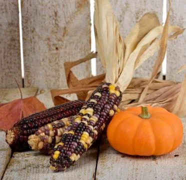 Indian corn and pumpkin Stock Photos