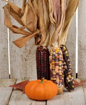Indian corn and pumpkin Stock Photos