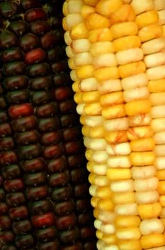 Indian corn background Stock Photos