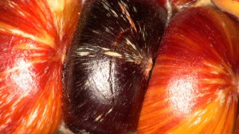 Indian Corn Up Close 4 Stock Photos