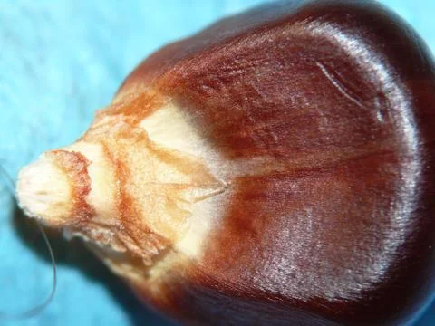 Indian Corn Up Close Stock Photos