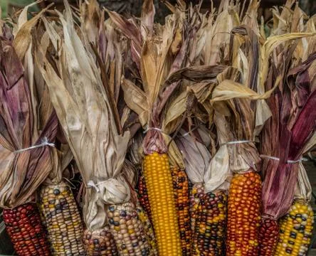 Indian corn closeup Stock Photos