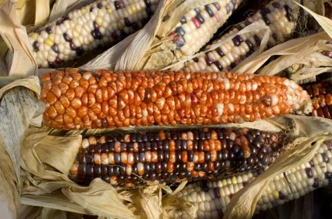 Indian corn on display Stock-Fotos