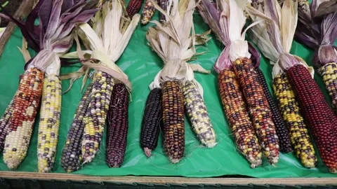 Indian Corn Stock-Footage 136694552