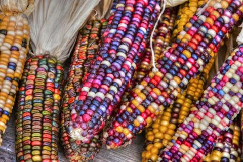 Indian corn in hdr high dynamic range Stock Photos
