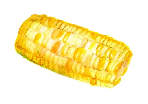 Indian corn Stock Illustration