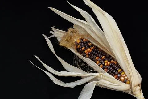 Indian corn isolated on black background Stock Photos