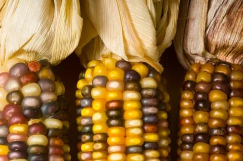 Indian corn Stock Photos
