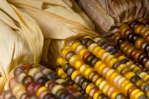 Indian corn Stock Photos