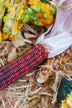 Indian corn Stock Photos